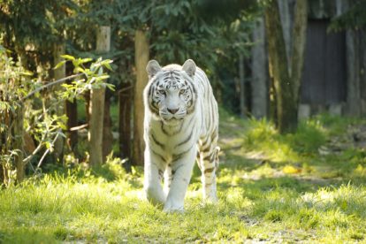 Tigre blanc du Zoo d'Amnéville