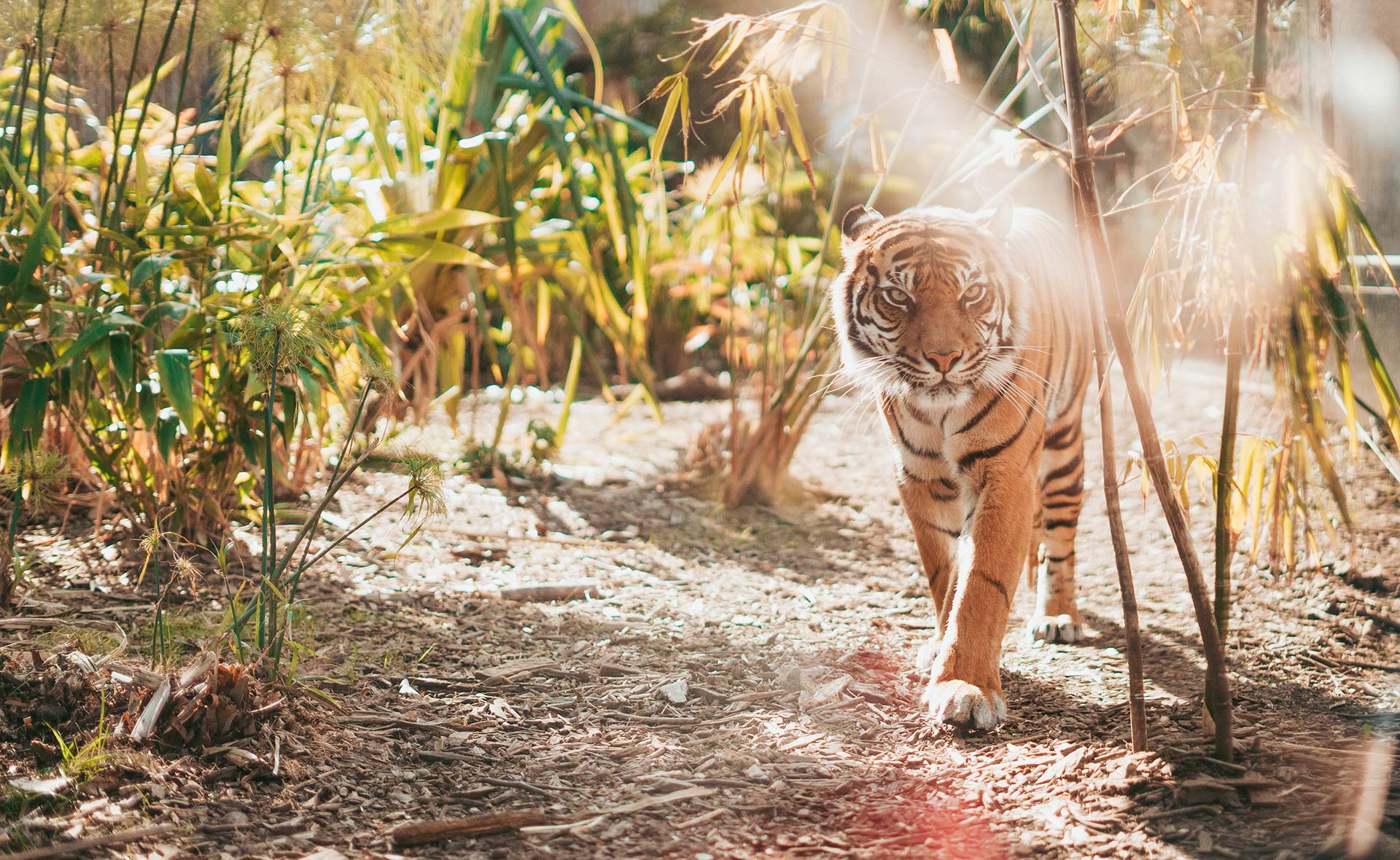 Tigre dans la nature