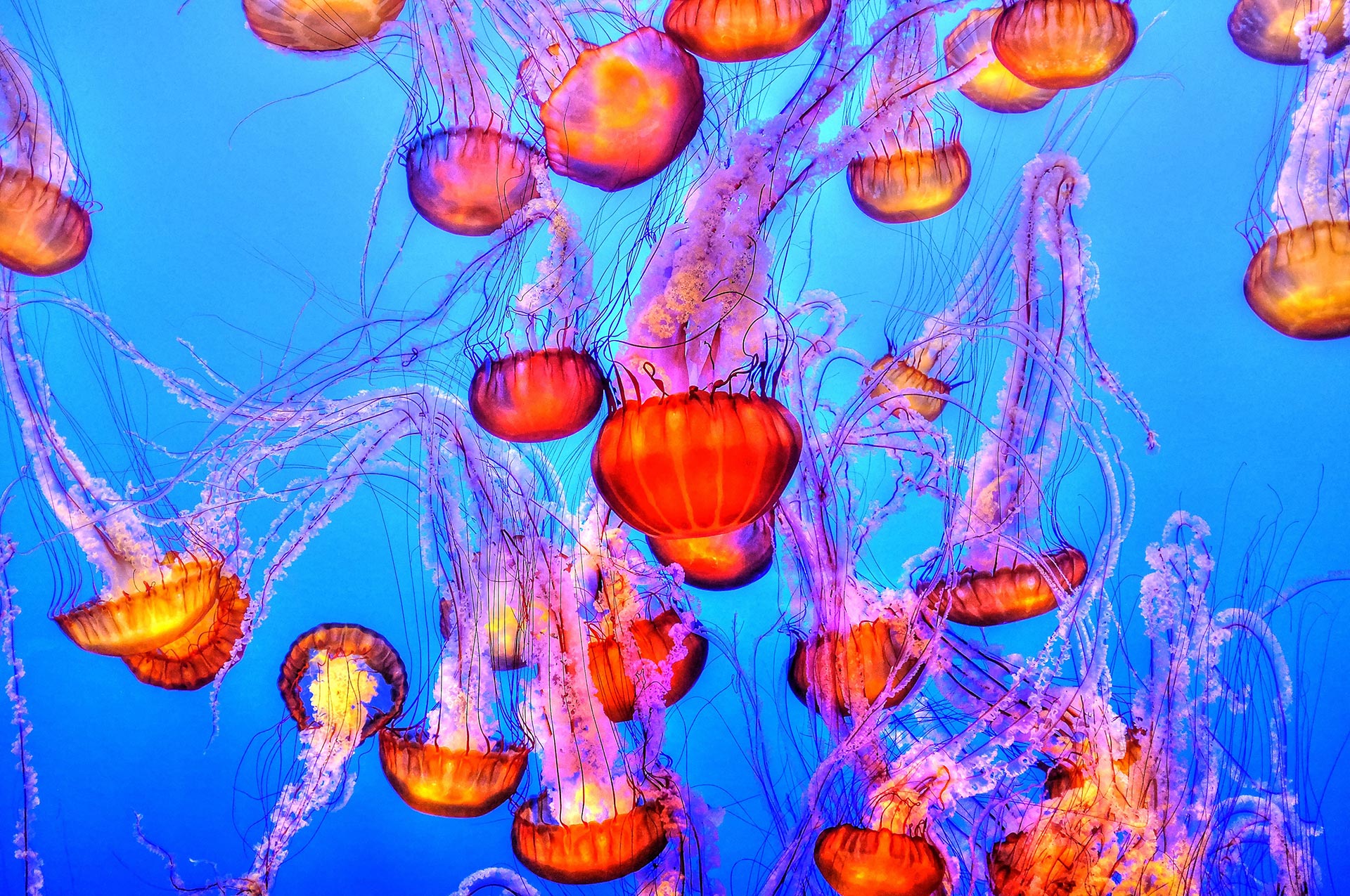 Méduses oranges dans un aquarium