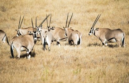 Plusieurs oryx dans la savane