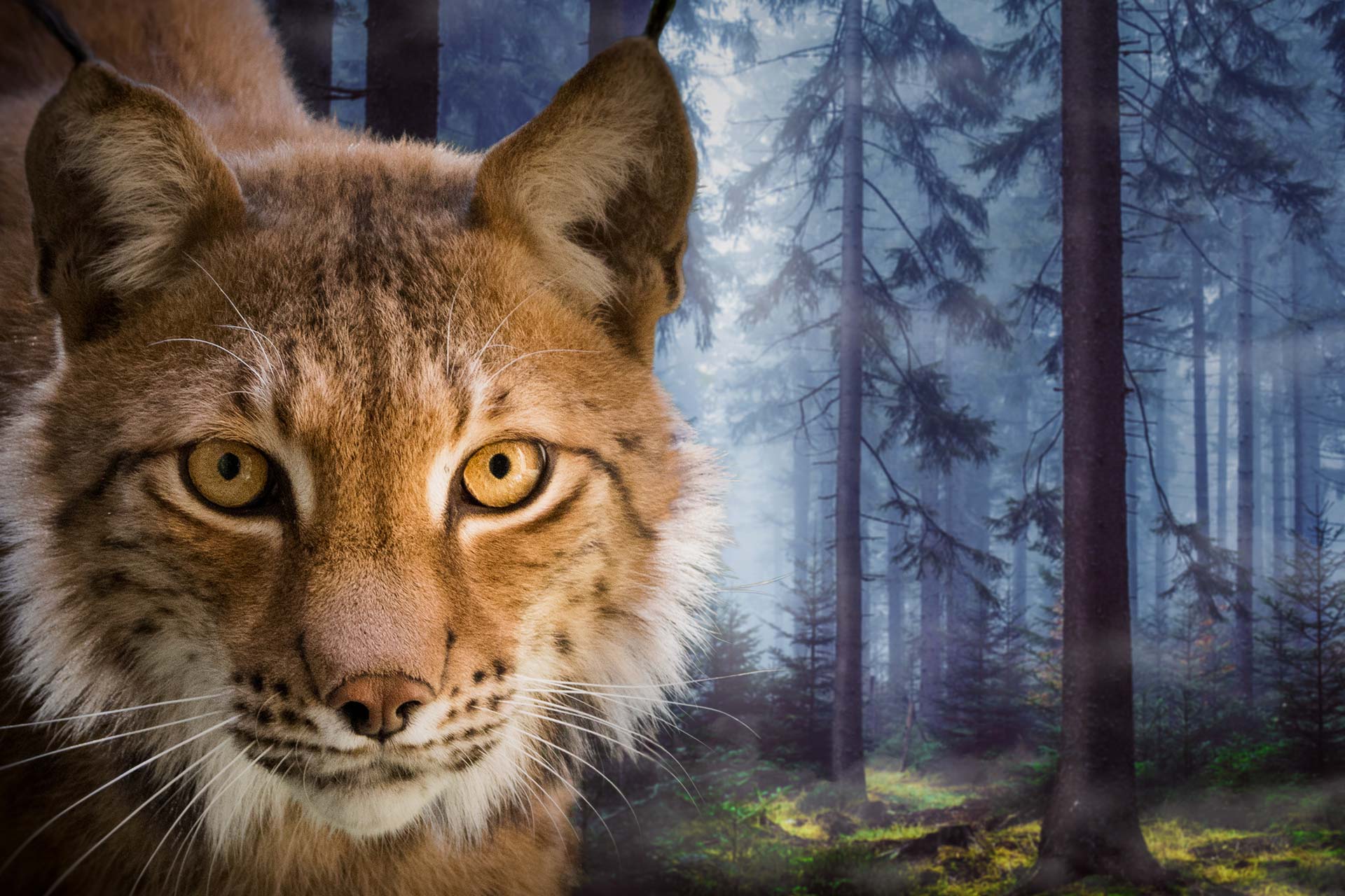 Lynx de Légendia Parc