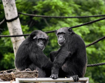 Deux chimpanzés