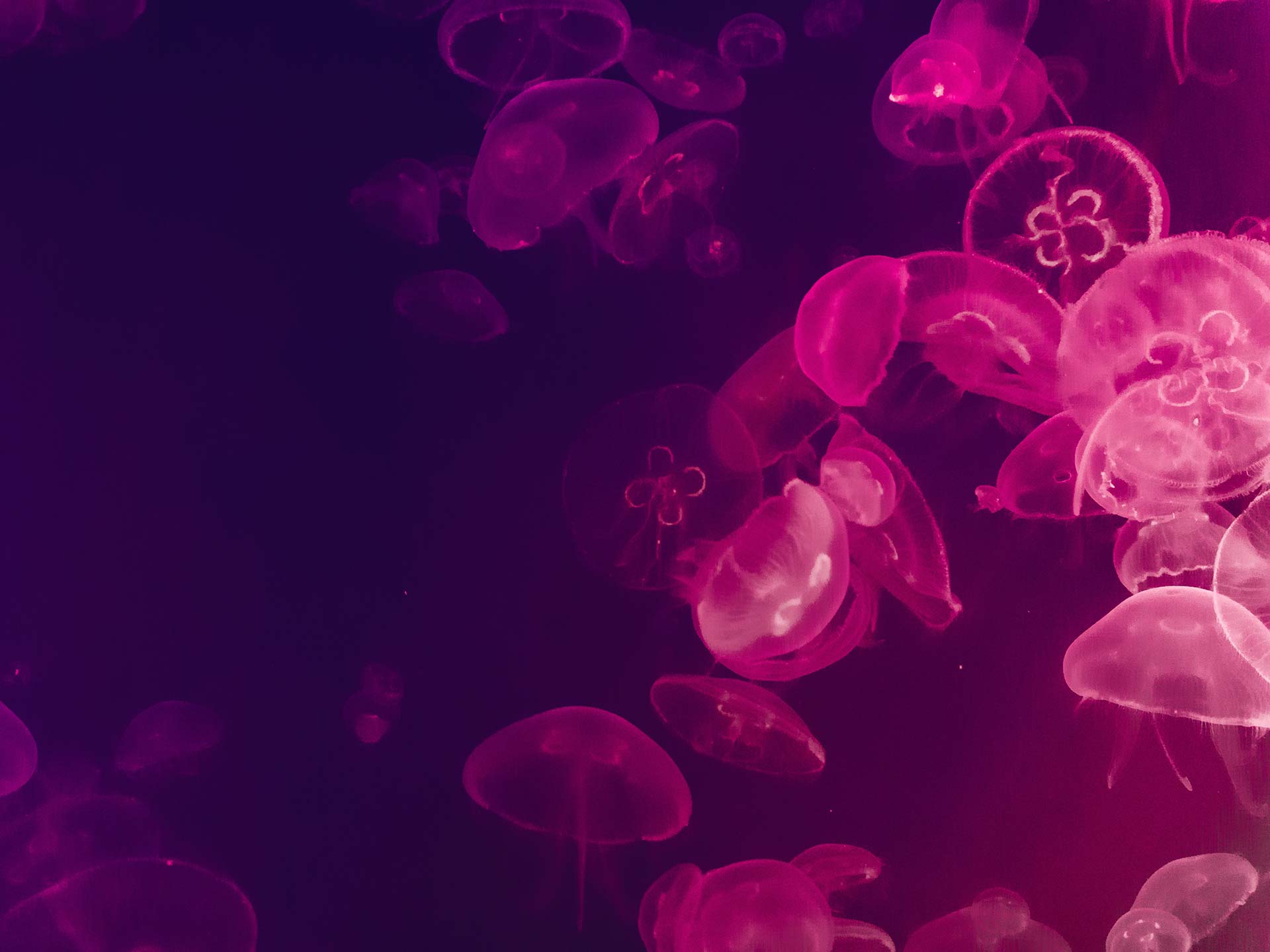 Méduses rouges de l'aquarium de la Cité de la Mer à Cherbourg