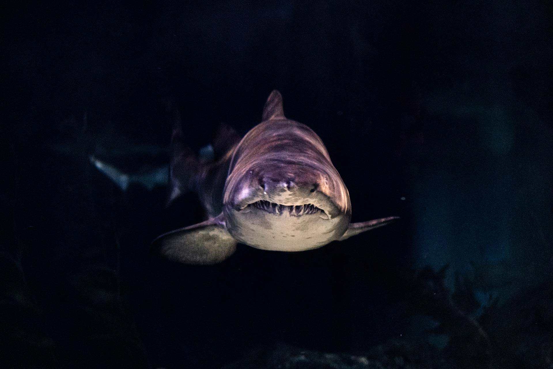Requin nageant dans la pénombre - Seaquarium du Grau du Roi