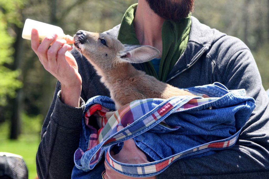Soigneur animalier donnant le biberon à un jeune kangourou