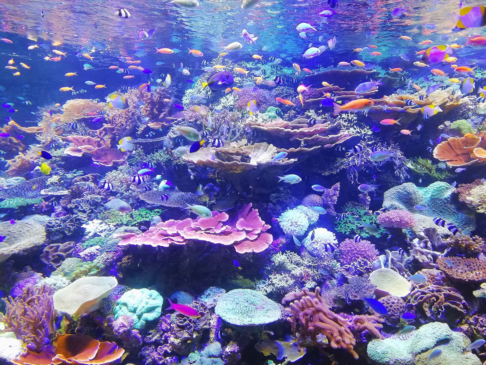 Aquarium avec des poissons