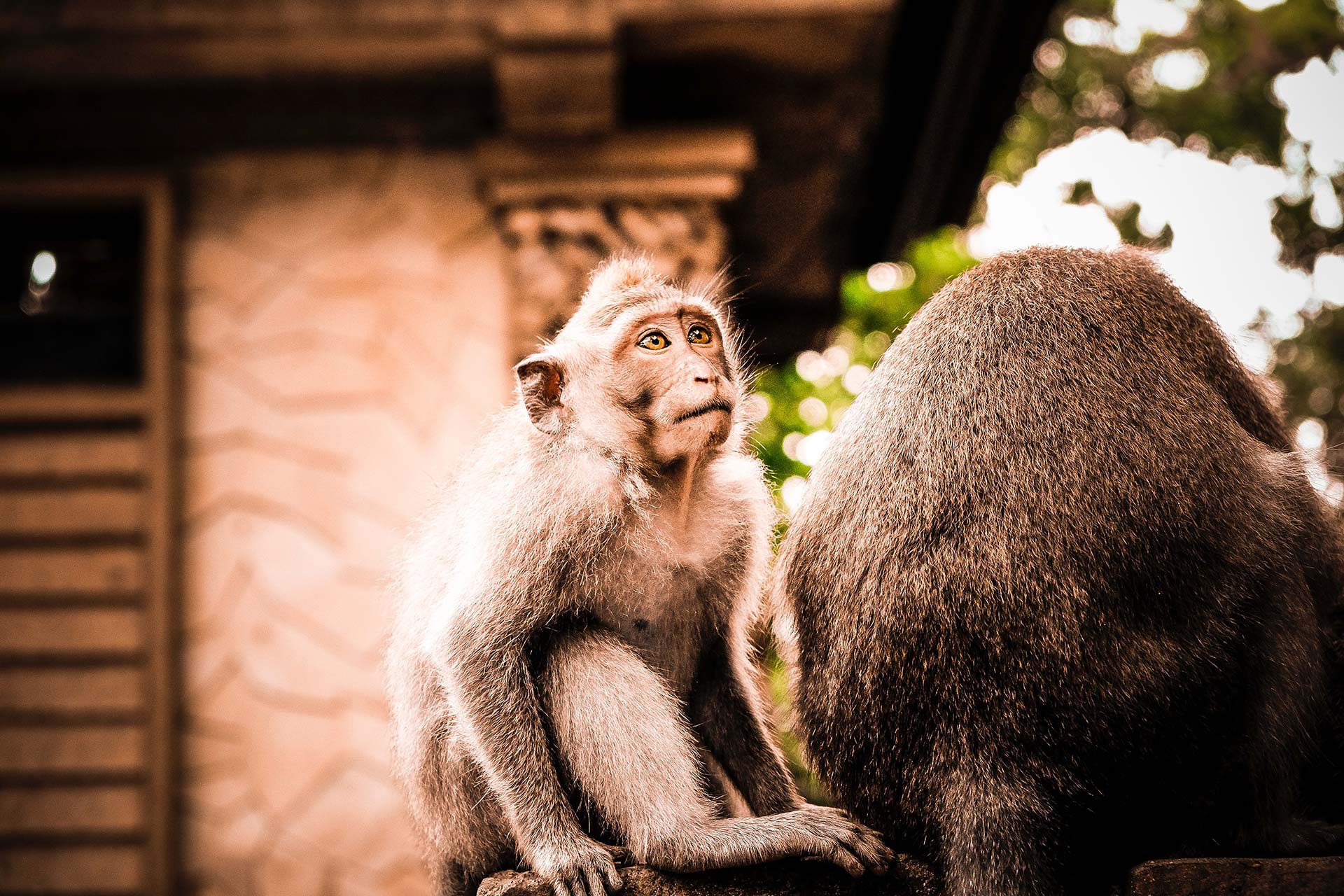 Famille de macaques de la Forêt des Singes