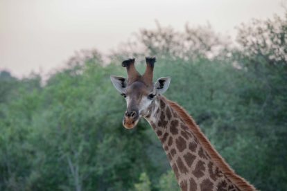 Girafe dans la nature