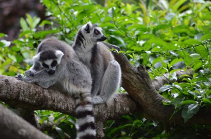 Deux lémuriens sur un arbre - Réserve Zoologique de Calviac