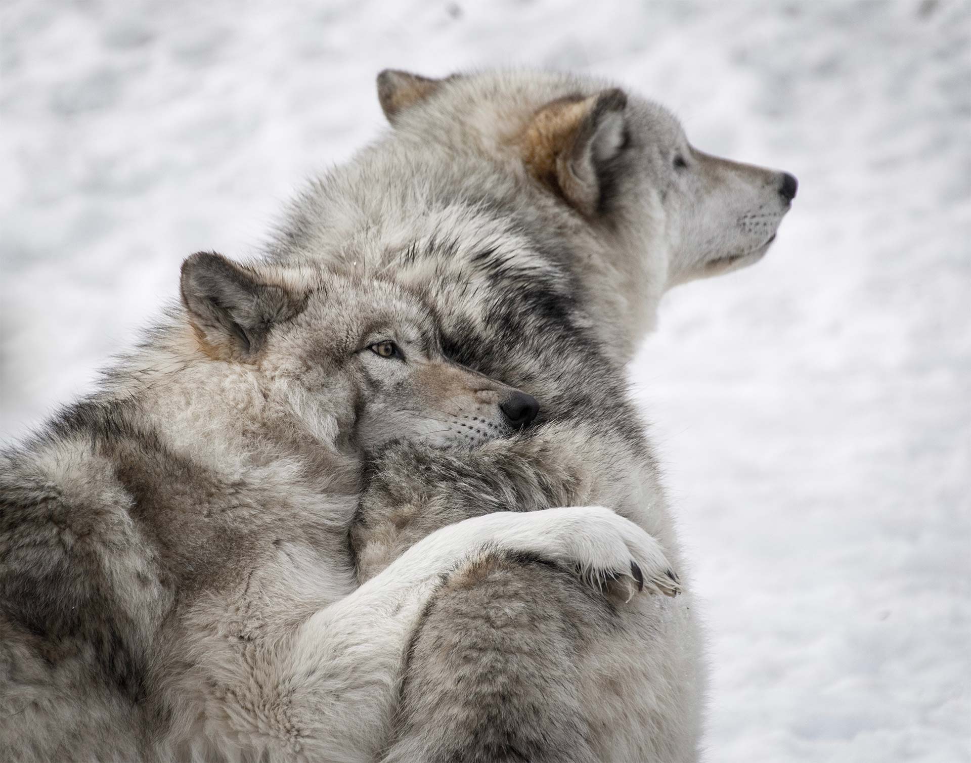 Deux loups blancs du Zoo de Pescheray