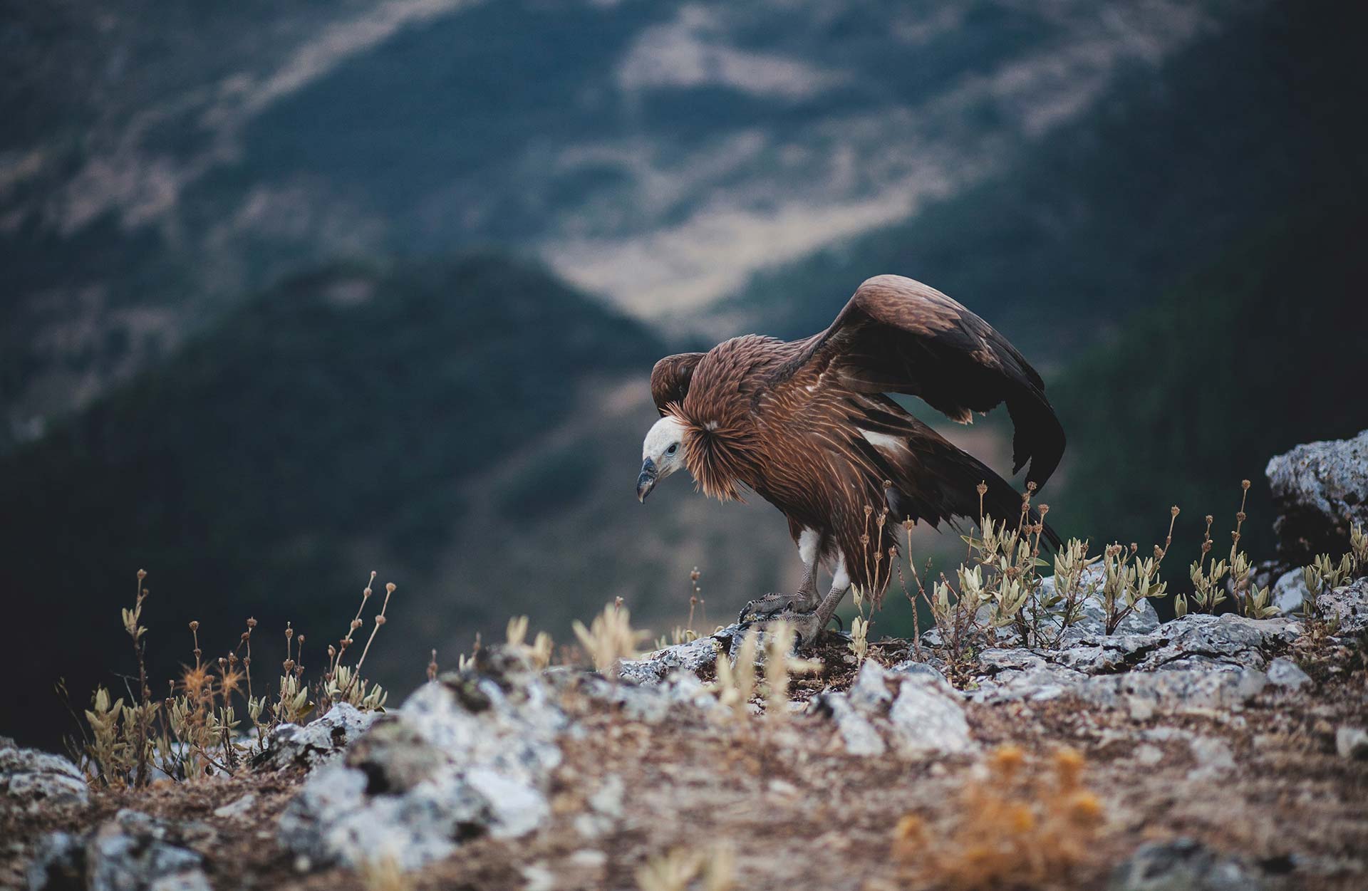 Vautour de la volerie des Pyrénées - Les Aigles d'Aure
