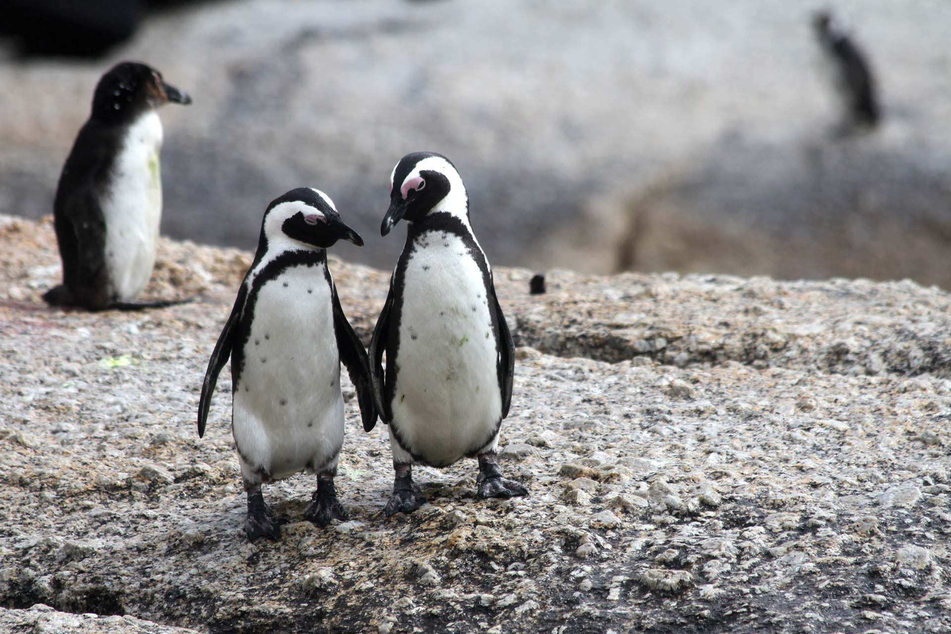 Famille de penguins