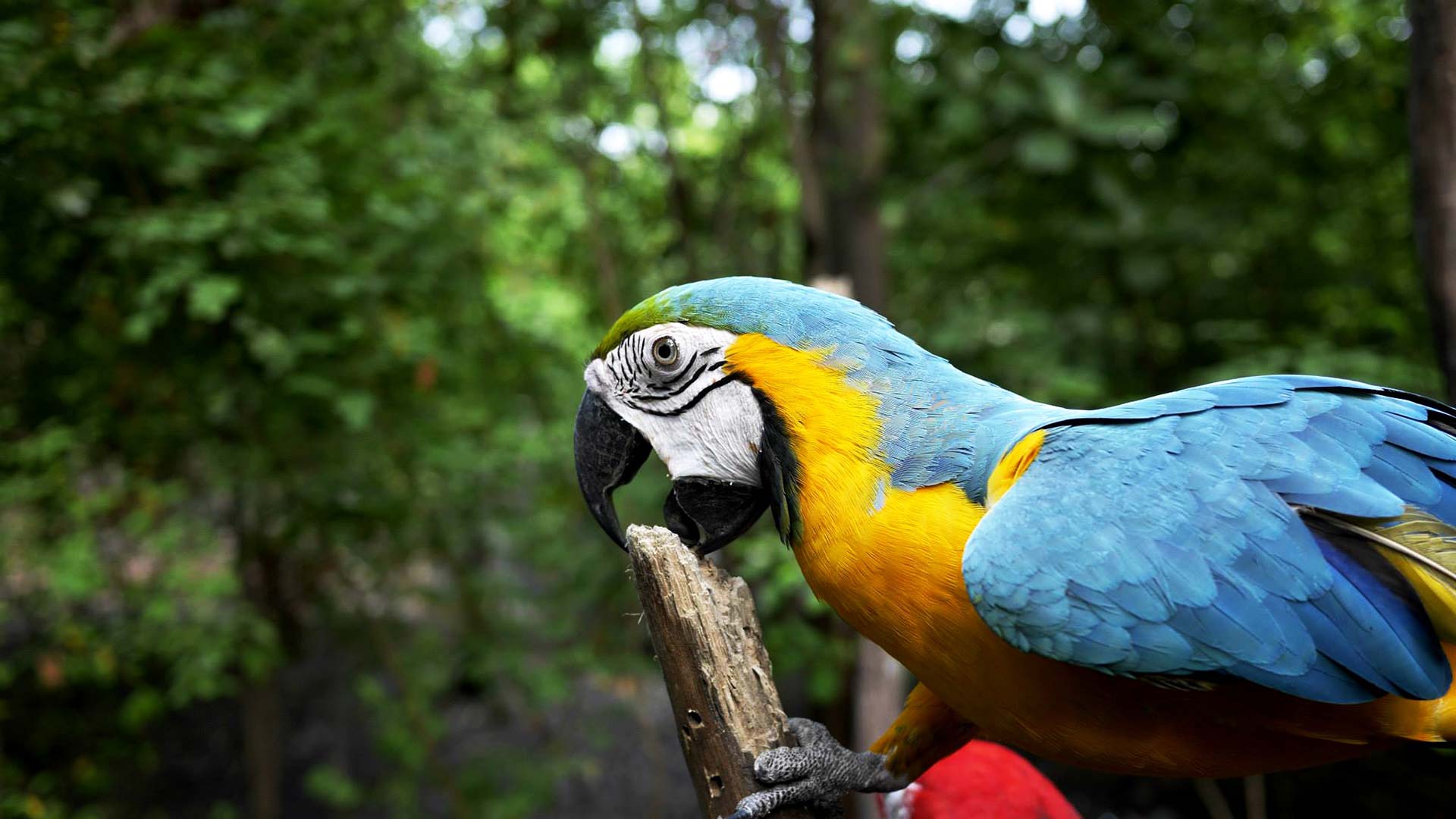 Perroquet de Parrot World