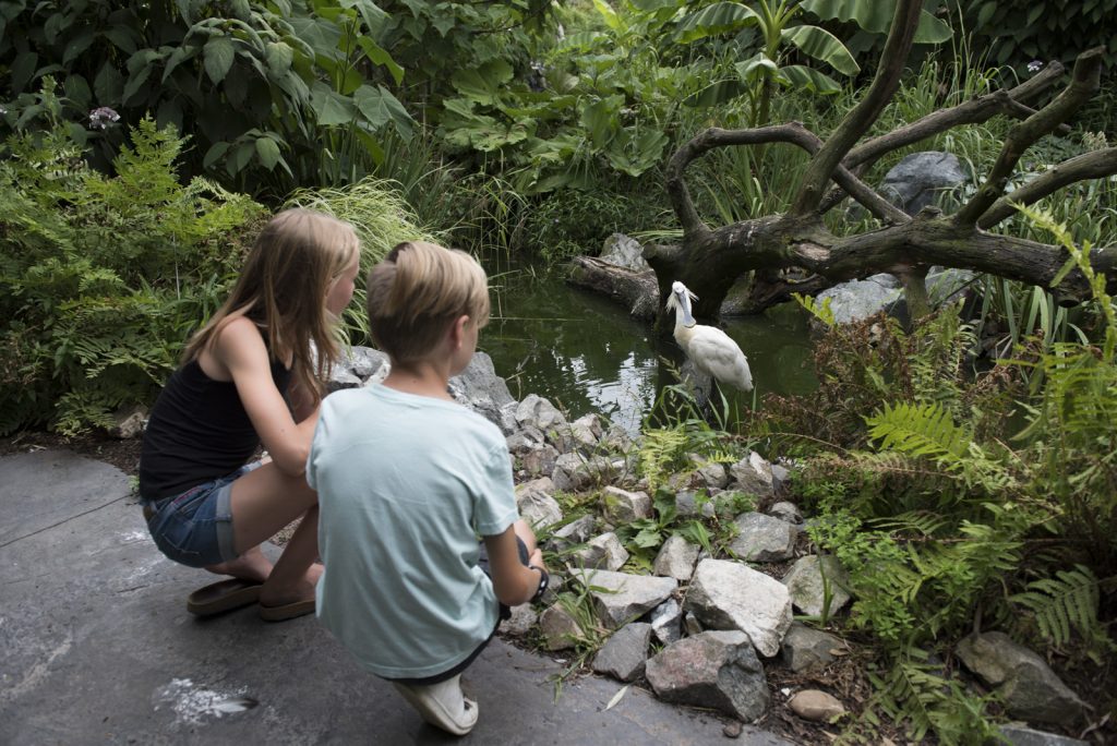 Jungle Tropicale du parc des oiseaux