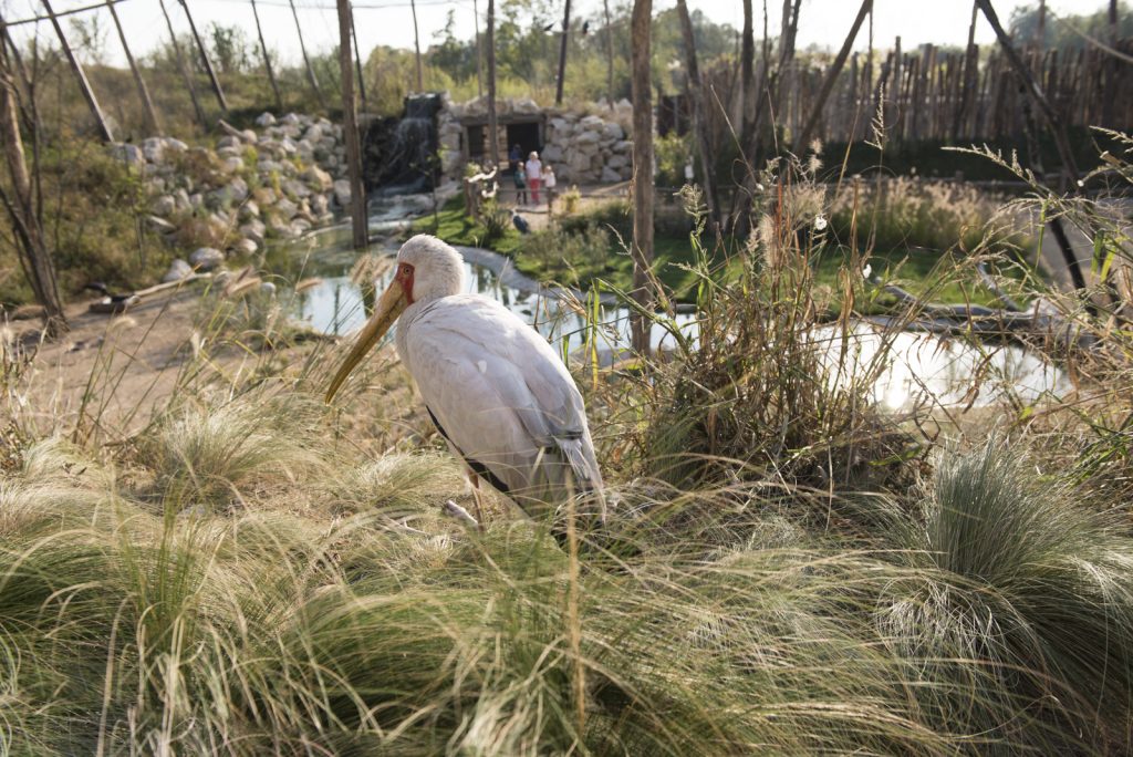 Plaine africaine du parc des oiseaux