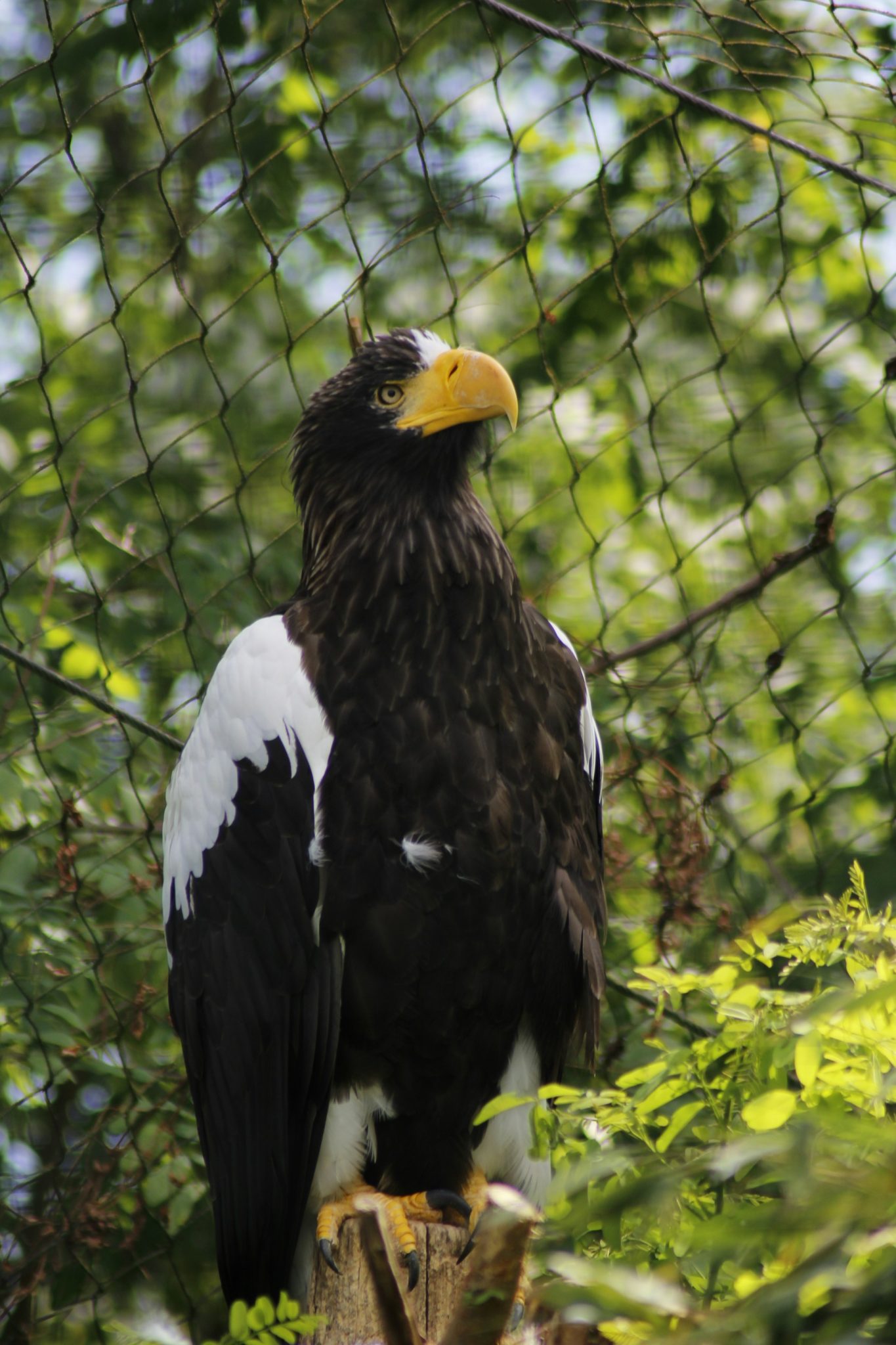 ZooParc de Beauval Visitez le 4ème plus beau zoo du monde — free download