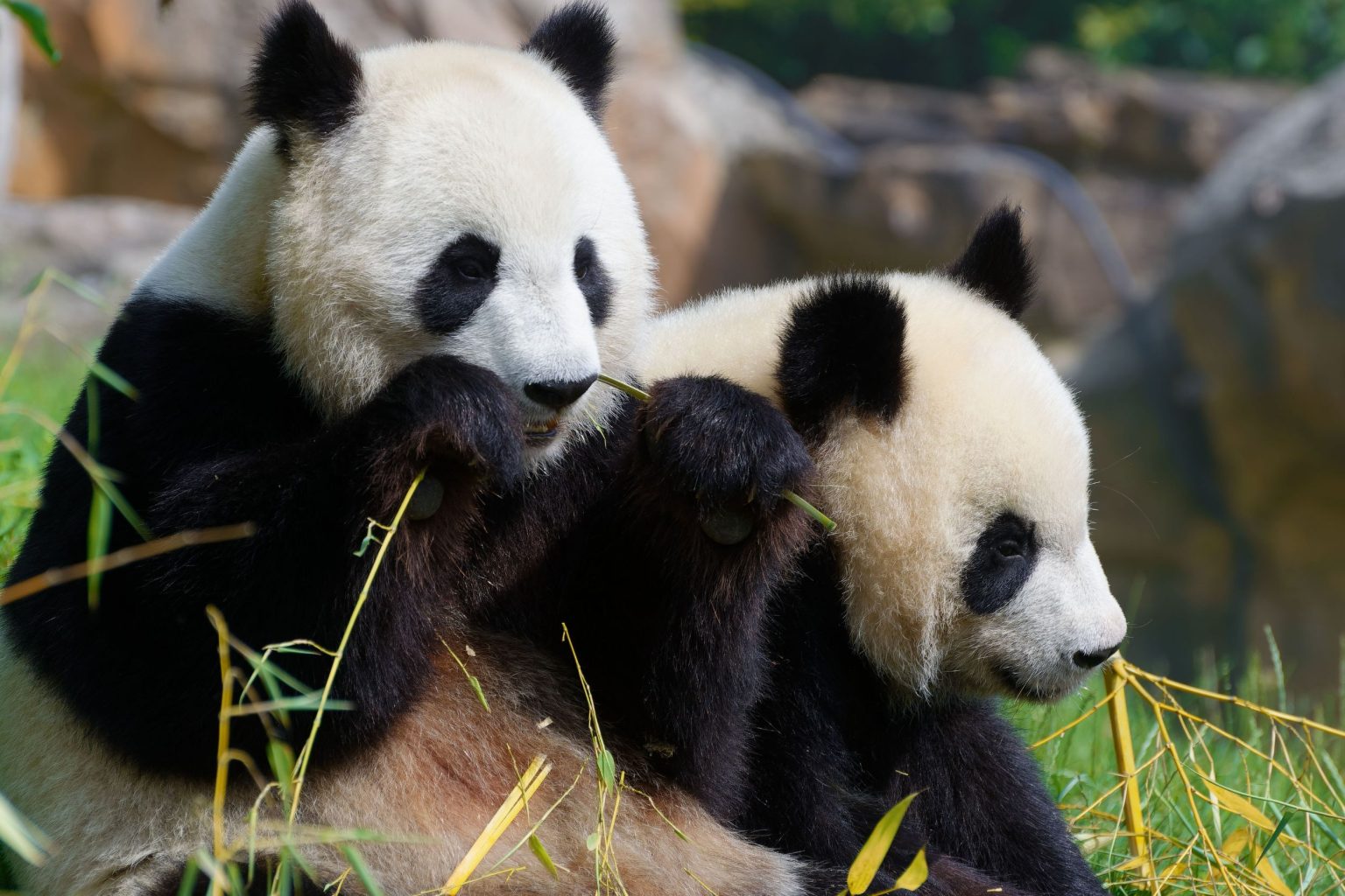 ZooParc de Beauval | Visitez le 4ème plus beau zoo du monde