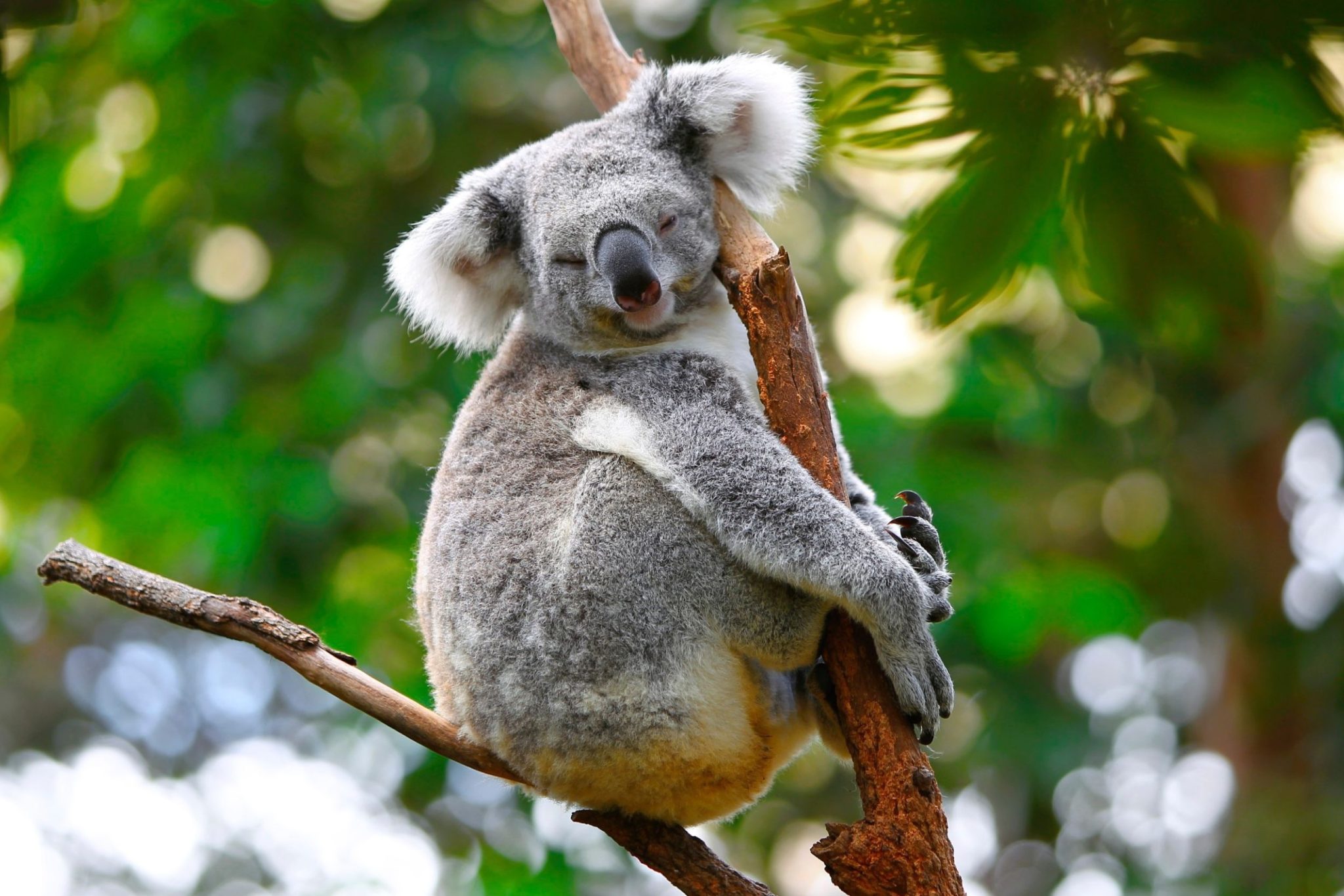 ZooParc de Beauval | Visitez le 4ème plus beau zoo du monde