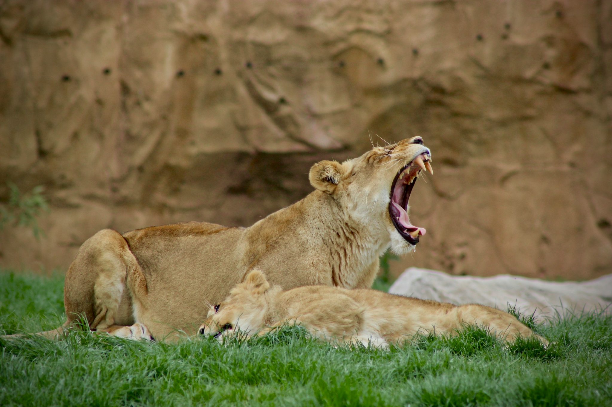ZooParc de Beauval | Visitez le 4ème plus beau zoo du monde