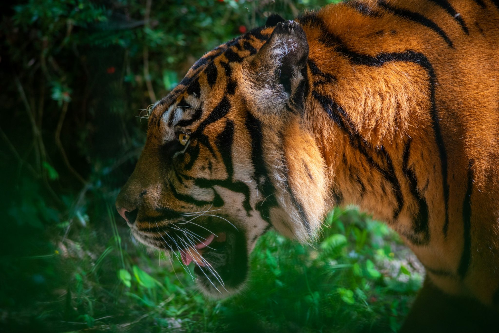 ZooParc de Beauval Visitez le 4ème plus beau zoo du monde — free download